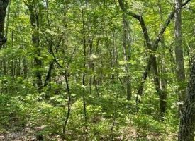 6.08+/-acres Beautiful wooded property located in the reputable Blueberry Bluffs