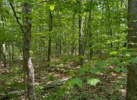 SOLD!! 6.08+/-acres Beautiful wooded property located in the reputable Blueberry Bluffs