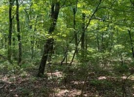 SOLD!! 5.04+/-acres Beautiful wooded property located in the reputable Blueberry Bluffs.
