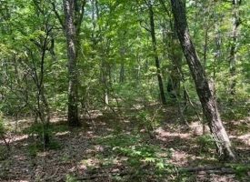 SOLD!! 5.04+/-acres Beautiful wooded property located in the reputable Blueberry Bluffs.
