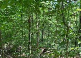 SOLD!! 5.22+/-acres Unrestricted Wooded property