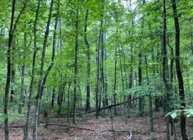 SOLD!! 10+/-acres Wooded Property rural Setting