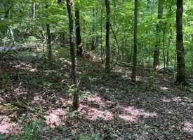 6.06+/-acres Wooded Property Perfect for Hunting
