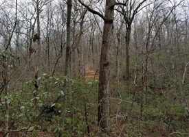 SOLD!! 19.88 Perfect Hunting Property Bordering State Land