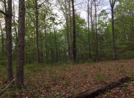 9.52+/-acres Nice hardwoods with a great home site