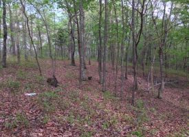 9.52+/-acres Nice hardwoods with a great home site