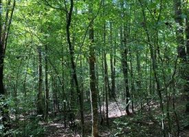 SOLD!! 5.56+/-acres Beautiful wooded tract adjoining the Cherokee National Forest