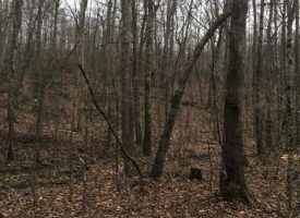 SOLD!! 87.88+/acres Unrestricted Hunting Land