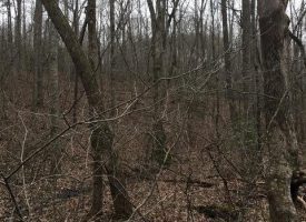 SOLD!! 87.88+/acres Unrestricted Hunting Land