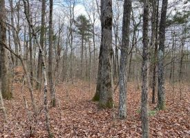 SOLD!! 5.00+/-acres Beautiful Wooded Lot+