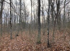 SOLD!! 5.00+/-acres Beautiful Wooded Lot+