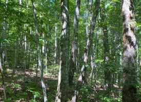 SOLD!! 5.55+/-acres wooded property with views of the Sequatchie Valley