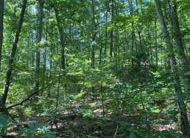 SOLD!! 5.55+/-acres wooded property with views of the Sequatchie Valley