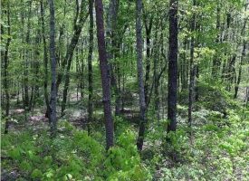 160+/-acres This unrestricted off the grid property