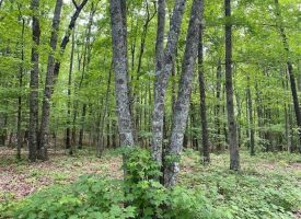 SOLD!! 29.46+/-acres unrestricted bordering Franklin State Forest
