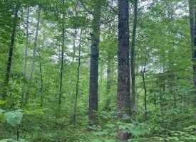 50+/-acres Wooded Property with Amazing Views