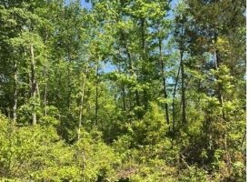 5.00+/-acres Unrestricted with electric and water at Pavement.