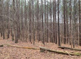 SOLD!! 5.1+/-acres Wooded Property Near Franklin Forest