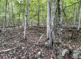 SOLD!! 13.03+/-acres wooded property located in Marion County community with scenic views