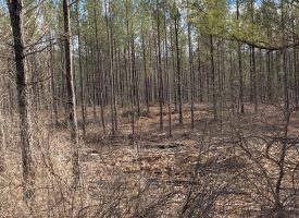 8.59+/-acres Wooded Property with Year Round Creek