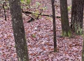 7.00+/-acres Wooded property near Fall Creek Falls