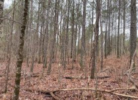 5.05+/-acres Unrestricted Near Savage Gulf State Park