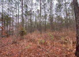 5.25+/-acres Unrestricted Near Savage Gulf State Park