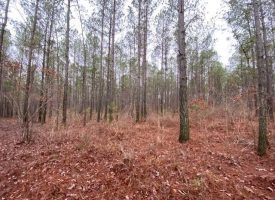 5.25+/-acres Unrestricted Near Savage Gulf State Park