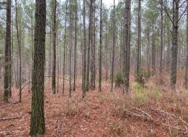5.13+/-acres Wooded Property Near Savage Gulf State Park