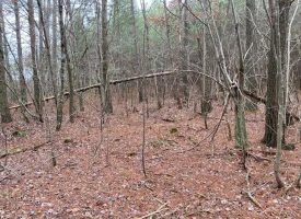 SOLD!! 5.12+/-acres Unrestricted Wooded Property with Small Creek Near Savage Gulf State Park