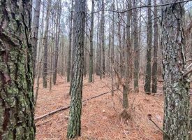 5.52+/-acres Wooded property near Savage Gulf State Park