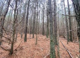 SOLD!! 5.52+/-acres Unrestricted Wooded property near Savage Gulf State Park