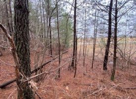 5.52+/-acres Unrestricted Wooded property near Savage Gulf State Park
