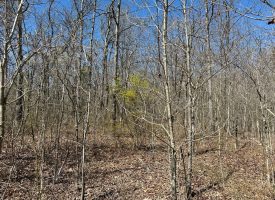 11.3+/-acres wooded property.