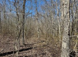 SOLD!! 11.3+/-acres wooded property.