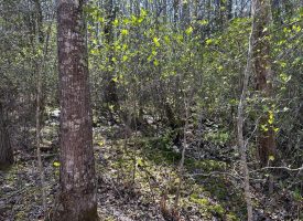 SOLD!! 5.24+/-acres Wooded Property Unrestricted.