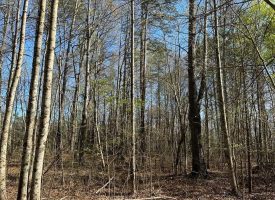 SOLD!! 5.24+/-acres Wooded Property Unrestricted.
