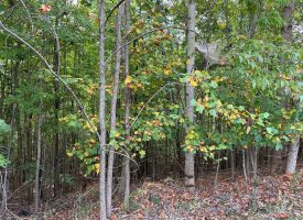 5.2+/-acres wooded property high atop the Cumberland Plateau located in the Ridges at Franklin Forest.