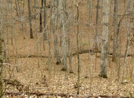 75 +/- acres adjoins State Forest
