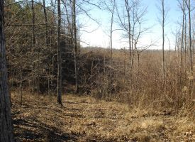 75 +/- acres adjoins State Forest