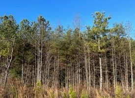 SOLD!! 5.27+/-acres Unrestricted wooded property (Seller Financing available)