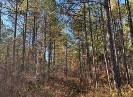 SOLD!! 5.27+/-acres Unrestricted wooded property (Seller Financing available)