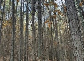 5.05+/-acres Unrestricted wooded property. Seller financing available.