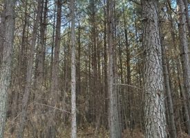 5.22+/-acres Unrestricted Wood Property (Seller Financing Available)