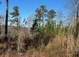 16.08+/-acres Wooded property with views.