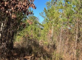 16.08+/-acres Wooded property with views.