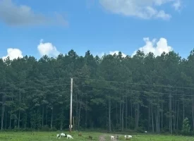 SOLD!! 15.85+/- acres partially wooded acres located atop of the Cumberland Plateau.