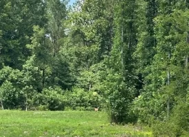 SOLD!! 15.85+/- acres partially wooded acres located atop of the Cumberland Plateau.