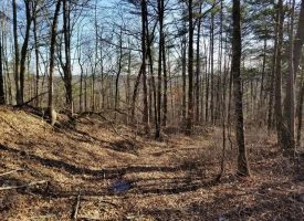 65+/- acres of great recreational and hunting property
