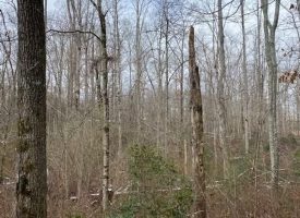 20.69+/-acres Unrestricted Wooded property with year-round creek